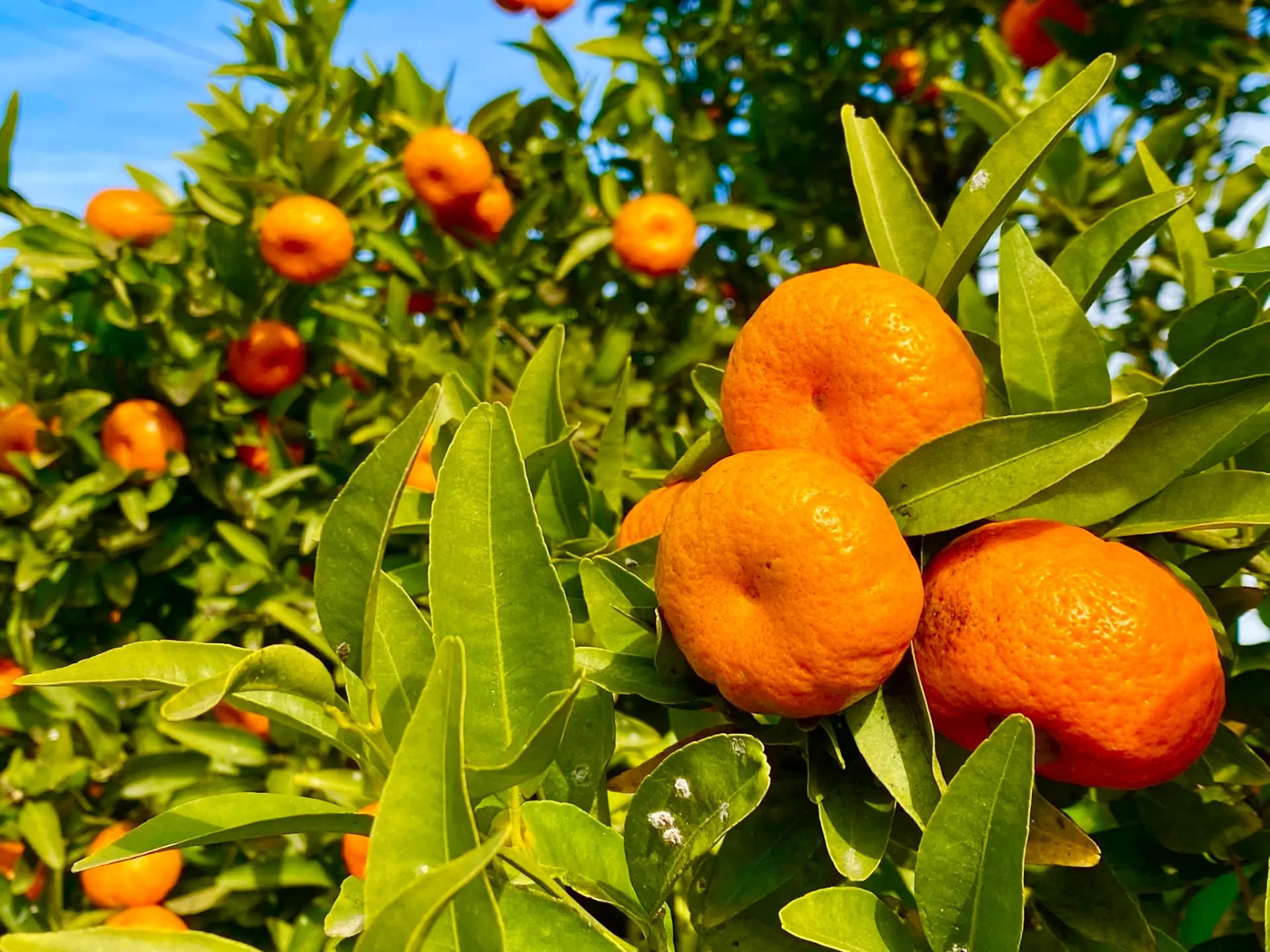 Mandarinas